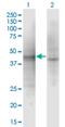 Ankyrin Repeat, SAM And Basic Leucine Zipper Domain Containing 1 antibody, H00136991-M01, Novus Biologicals, Western Blot image 