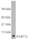 FKBP Prolyl Isomerase 1A antibody, ALX-210-142-R100, Enzo Life Sciences, Western Blot image 