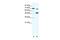 Lysine Methyltransferase 2B antibody, PA5-40760, Invitrogen Antibodies, Western Blot image 