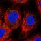 Myomesin 3 antibody, NBP1-81960, Novus Biologicals, Immunofluorescence image 
