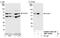 Pleiotropic Regulator 1 antibody, NBP1-06556, Novus Biologicals, Western Blot image 