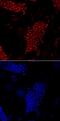 Forkhead Box D3 antibody, AF5090, R&D Systems, Immunofluorescence image 