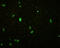 Influenza B Virus antibody, BPD-HYB-116-03-1, Enzo Life Sciences, Immunofluorescence image 