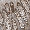 Transmembrane BAX Inhibitor Motif Containing 1 antibody, NBP1-81310, Novus Biologicals, Immunohistochemistry paraffin image 