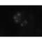 mBUB1 antibody, MA1-5755, Invitrogen Antibodies, Immunofluorescence image 