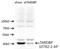 TAR DNA Binding Protein antibody, 10782-2-AP, Proteintech Group, Western Blot image 