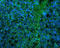 Proteolipid Protein 1 antibody, orb131678, Biorbyt, Immunofluorescence image 