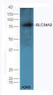 Solute Carrier Family 34 Member 2 antibody, orb158405, Biorbyt, Western Blot image 