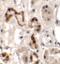 Developing Brain Homeobox 1 antibody, LS-C144412, Lifespan Biosciences, Immunohistochemistry paraffin image 