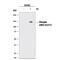 Nitric Oxide Synthase 3 antibody, MAB9028, R&D Systems, Western Blot image 