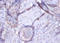 Golgi Membrane Protein 1 antibody, A54121-100, Epigentek, Immunohistochemistry paraffin image 