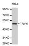 Thyroid receptor-interacting protein 6 antibody, MBS129543, MyBioSource, Western Blot image 