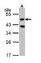 Serine/Threonine Kinase 24 antibody, orb73734, Biorbyt, Western Blot image 