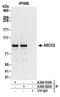 Activating Signal Cointegrator 1 Complex Subunit 2 antibody, A304-020A, Bethyl Labs, Immunoprecipitation image 