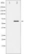 ETS Transcription Factor ELK1 antibody, abx012170, Abbexa, Western Blot image 