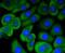 Macrophage Stimulating 1 Receptor antibody, A01532-1, Boster Biological Technology, Immunocytochemistry image 