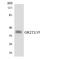 Olfactory Receptor Family 2 Subfamily T Member 2 antibody, LS-C200344, Lifespan Biosciences, Western Blot image 