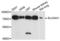 NaPi-2a antibody, LS-B15423, Lifespan Biosciences, Western Blot image 