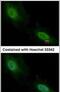 Aprataxin antibody, PA5-28952, Invitrogen Antibodies, Immunofluorescence image 