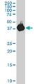 Pleckstrin antibody, MA5-19629, Invitrogen Antibodies, Western Blot image 