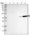 GTPase, IMAP Family Member 4 antibody, PA5-53937, Invitrogen Antibodies, Western Blot image 