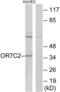 Olfactory Receptor Family 7 Subfamily C Member 2 antibody, LS-C120913, Lifespan Biosciences, Western Blot image 