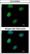Inositol-Tetrakisphosphate 1-Kinase antibody, GTX107974, GeneTex, Immunofluorescence image 
