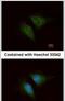 Coronin 1C antibody, PA5-21775, Invitrogen Antibodies, Immunofluorescence image 