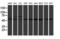 RuvB Like AAA ATPase 2 antibody, LS-C786958, Lifespan Biosciences, Western Blot image 