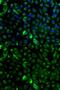 Keratin 17 antibody, GTX32548, GeneTex, Immunocytochemistry image 