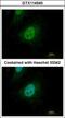 MADH9 antibody, GTX114540, GeneTex, Immunofluorescence image 