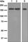 Interleukin 17 Receptor A antibody, ab134086, Abcam, Western Blot image 