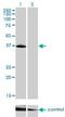 POU Class 4 Homeobox 3 antibody, H00005459-M01, Novus Biologicals, Western Blot image 