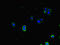 DnaJ Heat Shock Protein Family (Hsp40) Member A1 antibody, LS-C682174, Lifespan Biosciences, Immunofluorescence image 