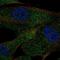 Angiotensin I Converting Enzyme antibody, NBP2-57207, Novus Biologicals, Immunofluorescence image 