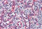 Alpha-tubulin 1 antibody, MBS245760, MyBioSource, Immunohistochemistry frozen image 
