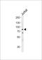 Heat Shock Protein Family A (Hsp70) Member 6 antibody, PA5-72560, Invitrogen Antibodies, Western Blot image 