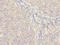 Membrane Spanning 4-Domains A4A antibody, orb34817, Biorbyt, Immunohistochemistry paraffin image 