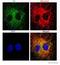 BCL2 Interacting Protein 3 Like antibody, ab8399, Abcam, Immunocytochemistry image 