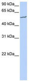 F-Box And WD Repeat Domain Containing 11 antibody, TA330494, Origene, Western Blot image 