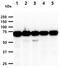 Nuclear Receptor Binding SET Domain Protein 3 antibody, MBS200067, MyBioSource, Western Blot image 