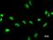 Zinc Finger And SCAN Domain Containing 21 antibody, LS-C342597, Lifespan Biosciences, Immunofluorescence image 