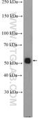 Asparagine-linked glycosylation protein 11 homolog antibody, 27085-1-AP, Proteintech Group, Western Blot image 