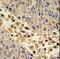 Collectin Subfamily Member 11 antibody, LS-C166932, Lifespan Biosciences, Immunohistochemistry paraffin image 