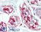 CD59 Molecule (CD59 Blood Group) antibody, LS-B2106, Lifespan Biosciences, Immunohistochemistry paraffin image 