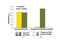 Ribosomal Protein S6 Kinase B1 antibody, 7038S, Cell Signaling Technology, Enzyme Linked Immunosorbent Assay image 