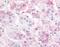 G Protein-Coupled Receptor 182 antibody, MBS395632, MyBioSource, Immunohistochemistry frozen image 