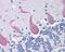 Fas Apoptotic Inhibitory Molecule 2 antibody, 48-922, ProSci, Immunohistochemistry paraffin image 