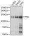 Peptidylprolyl Isomerase G antibody, MBS125101, MyBioSource, Western Blot image 