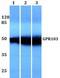 Pyroglutamylated RFamide Peptide Receptor antibody, PA5-75407, Invitrogen Antibodies, Western Blot image 